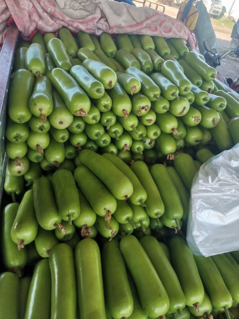 精品瓠瓜，大量现货供应，电商平台，超市，走市场均可