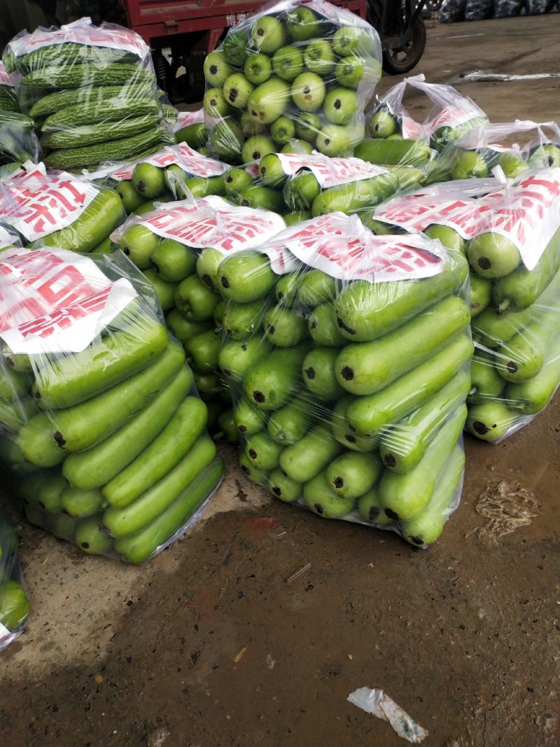 精品瓠瓜，大量现货供应，电商平台，超市，走市场均可