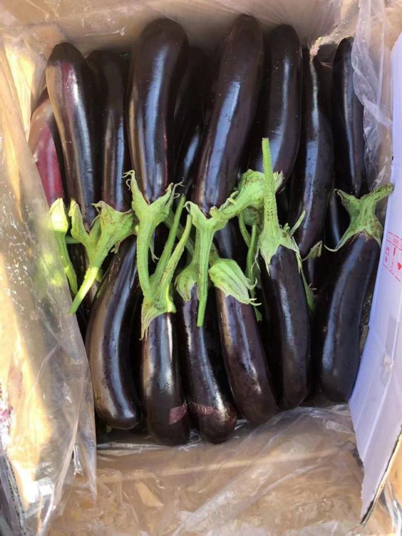 茄子