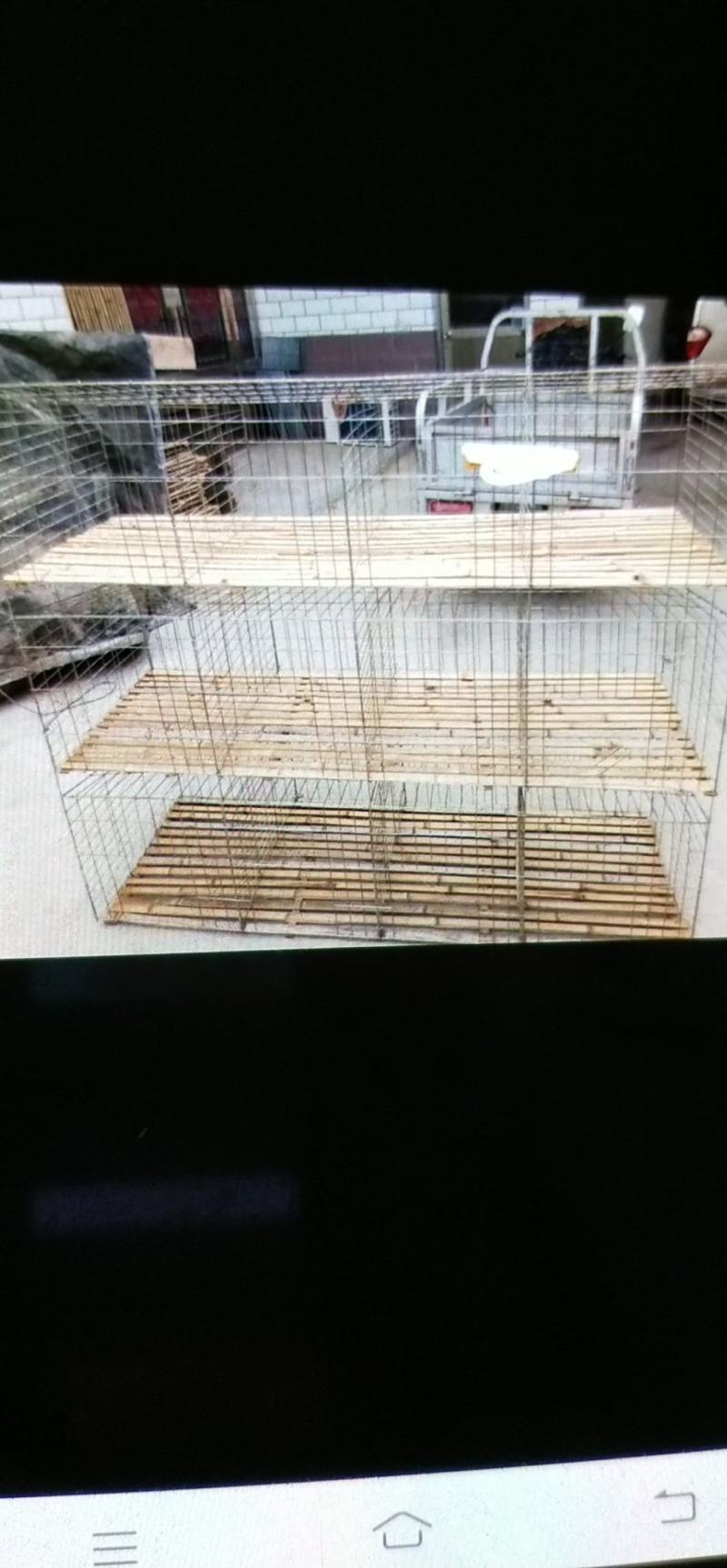 观赏鸽不会飞的元宝鸽诚实守信商家！自繁自养为主！