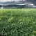 刨花楠苗