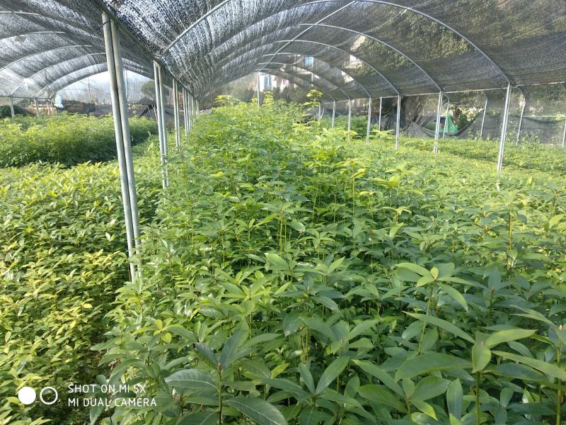 刨花楠苗