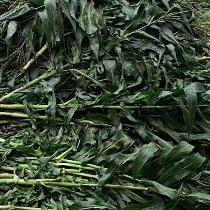 玉米杆青贮草料，长期供应。
