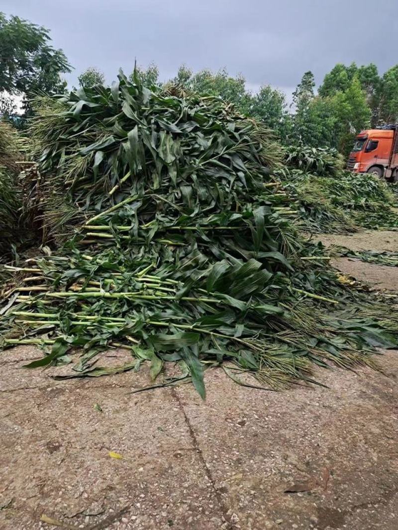 玉米杆青贮草料，长期供应。