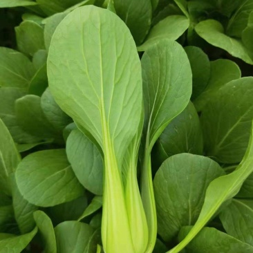 油菜