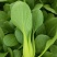 油菜