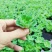 水芙蓉苗水浮萍水葫芦养草养鱼养虾鱼缸池塘造景水草水培植物