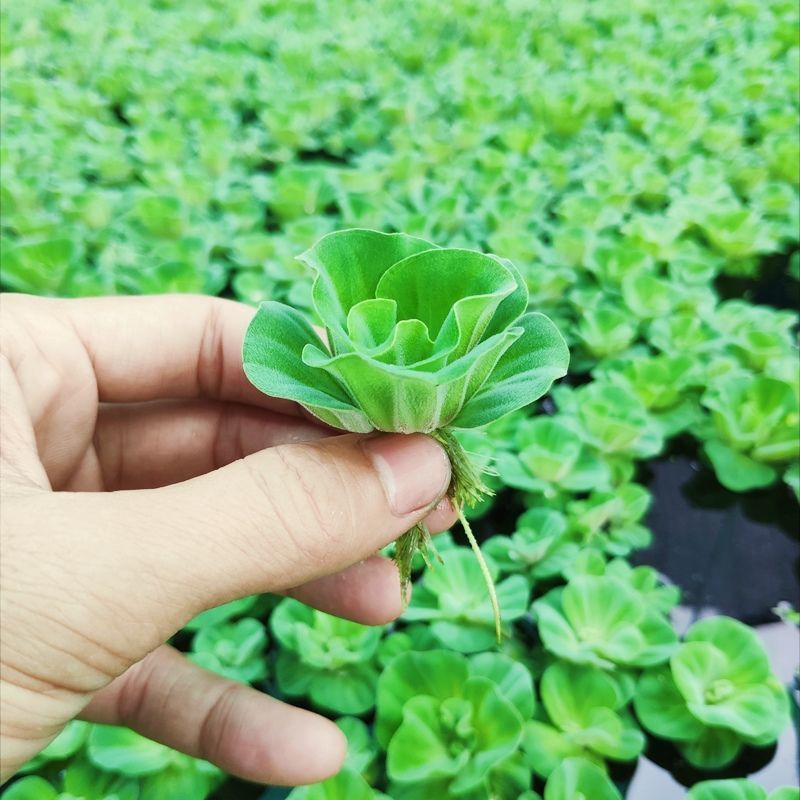 水芙蓉苗水浮萍水葫芦养草养鱼养虾鱼缸池塘造景水草水培植物