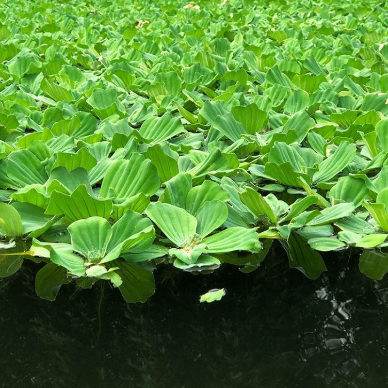 水芙蓉苗水浮萍水葫芦养草养鱼养虾鱼缸池塘造景水草水培植物