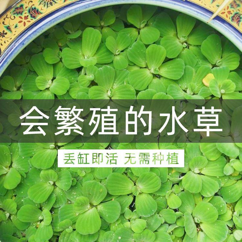 水芙蓉苗水浮萍水葫芦养草养鱼养虾鱼缸池塘造景水草水培植物