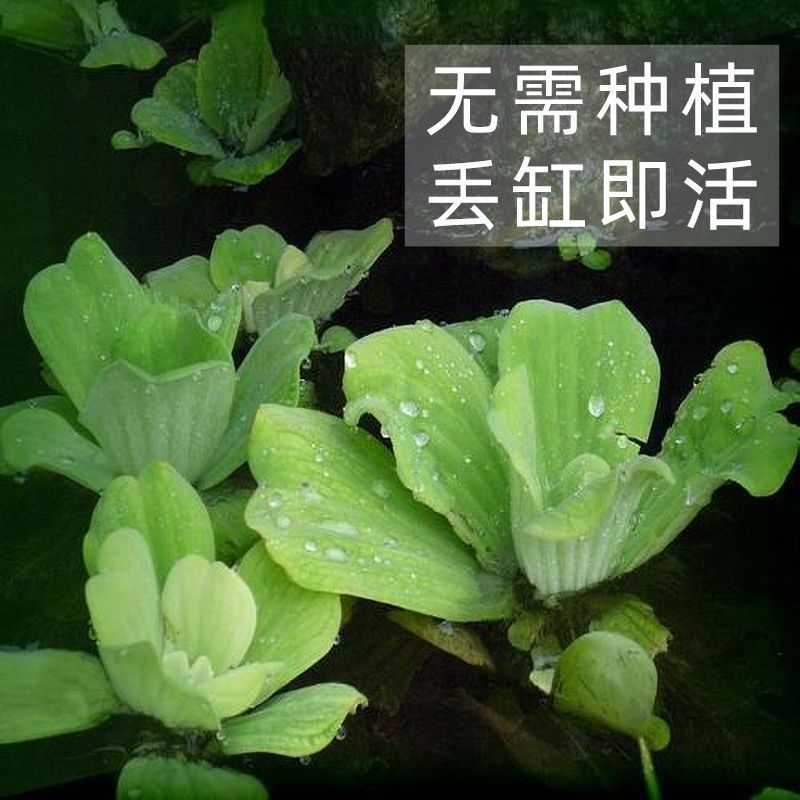 水芙蓉苗水浮萍水葫芦养草养鱼养虾鱼缸池塘造景水草水培植物