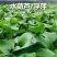水芙蓉苗水浮萍水葫芦养草养鱼养虾鱼缸池塘造景水草水培植物