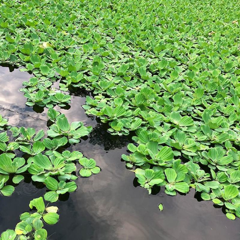 水芙蓉苗水浮萍水葫芦养草养鱼养虾鱼缸池塘造景水草水培植物