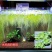 水芙蓉苗水浮萍水葫芦养草养鱼养虾鱼缸池塘造景水草水培植物