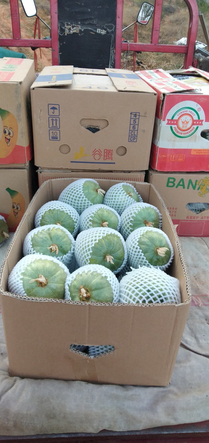 甜瓜
