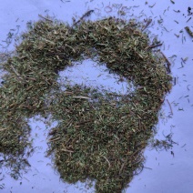 伸筋草沫子成品两种规格供应统批发零售各种草药规格齐全