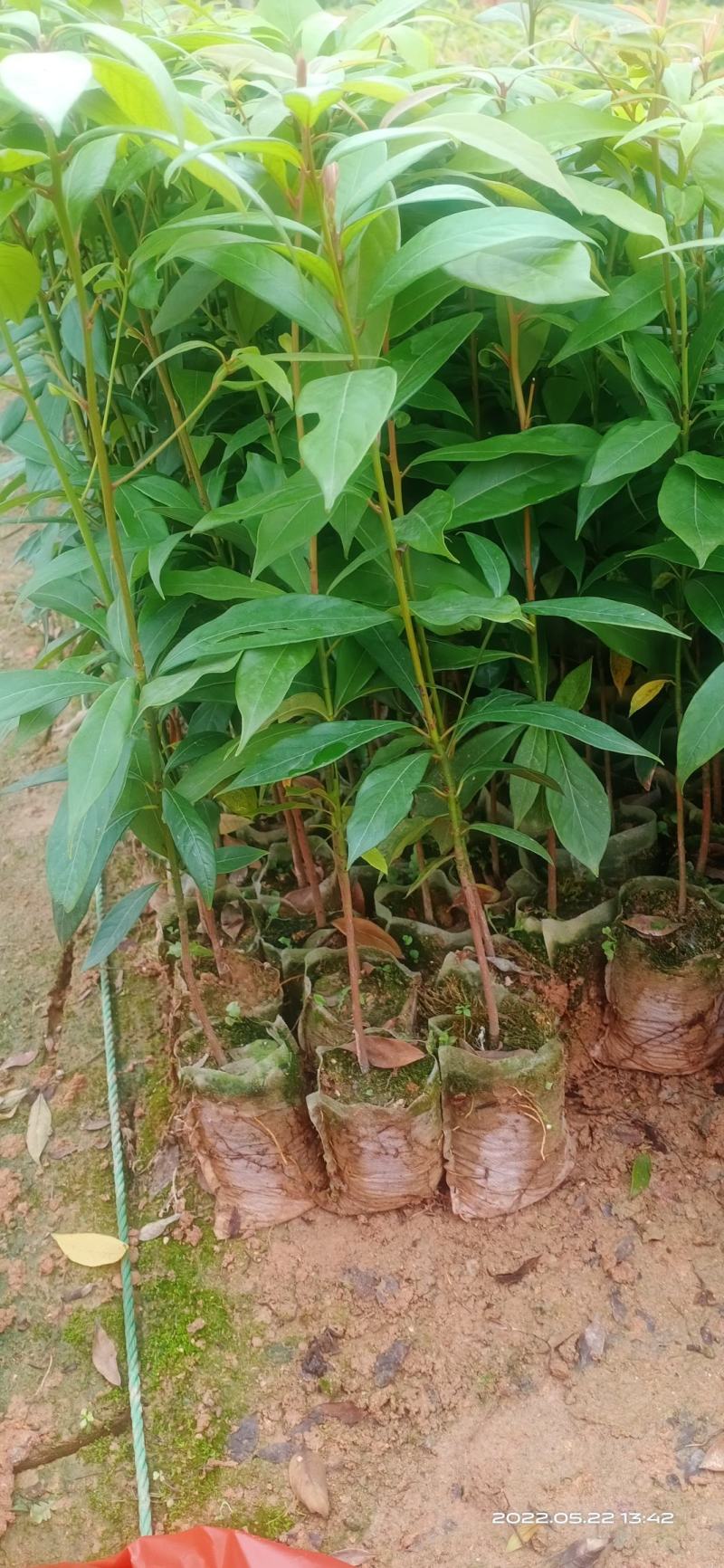 金丝楠，楠木