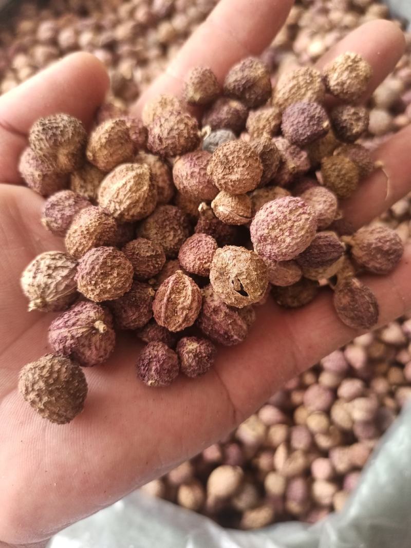 正品阳春砂仁，新货颜色好，里面仁饱满，量大从优，产地直销