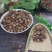 正品阳春砂仁，新货颜色好，里面仁饱满，量大从优，产地直销