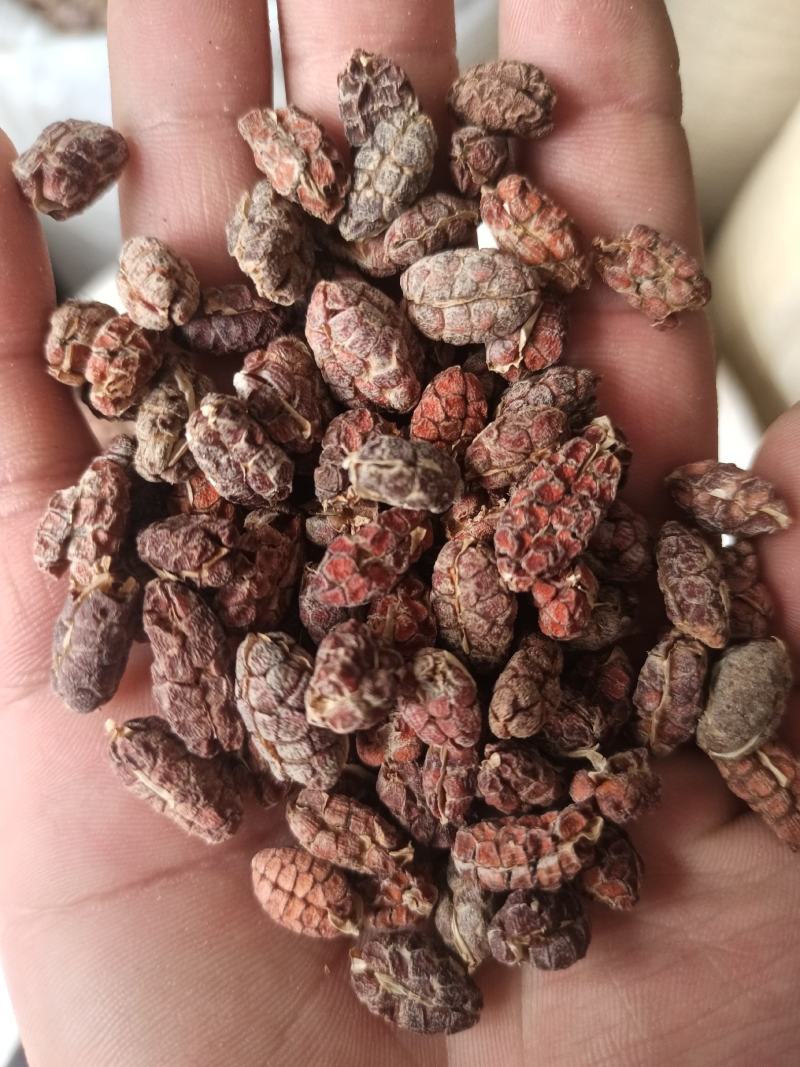 正品阳春砂仁，新货颜色好，里面仁饱满，量大从优，产地直销
