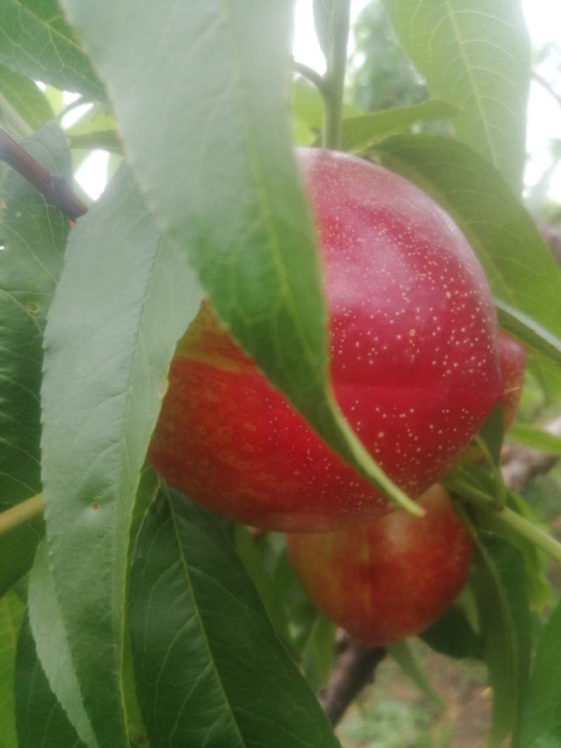自家果园，无中间商，有需要的联系我