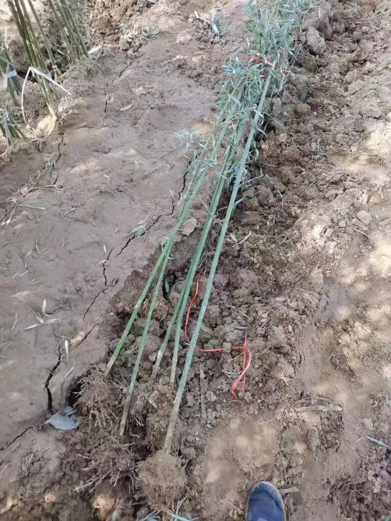 青竹竹子毛竹刚竹1-2-3-4-5-量大从优
