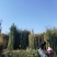 青竹竹子毛竹刚竹1-2-3-4-5-量大从优