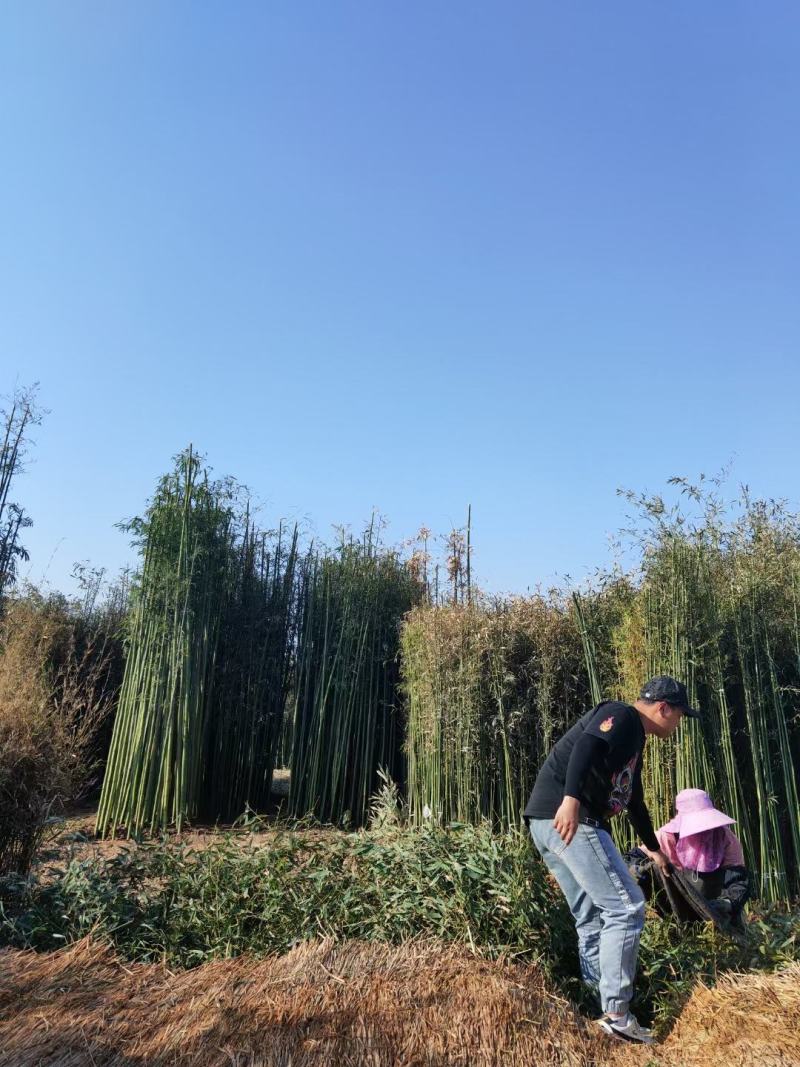 青竹竹子毛竹刚竹1-2-3-4-5-量大从优