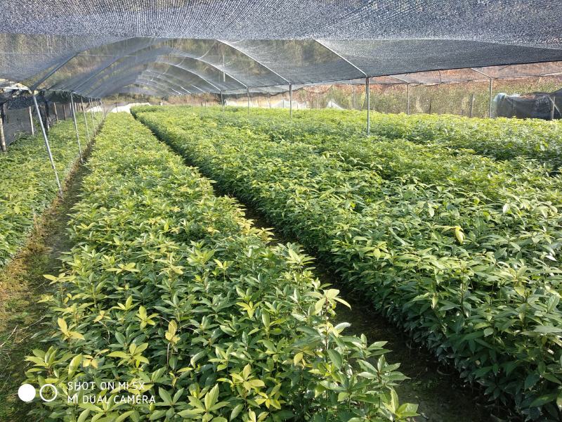 金丝楠杯苗