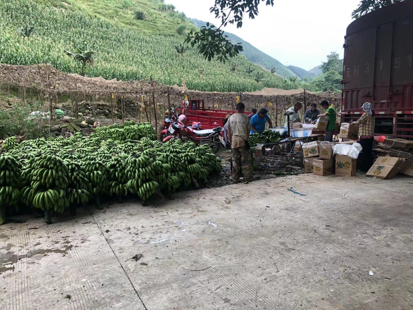 空腹吃香蕉的场景图