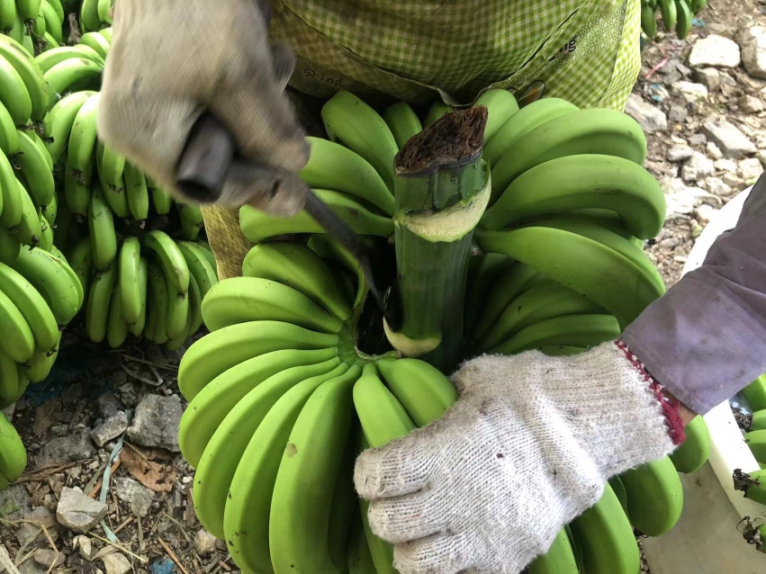 香蕉采摘过程