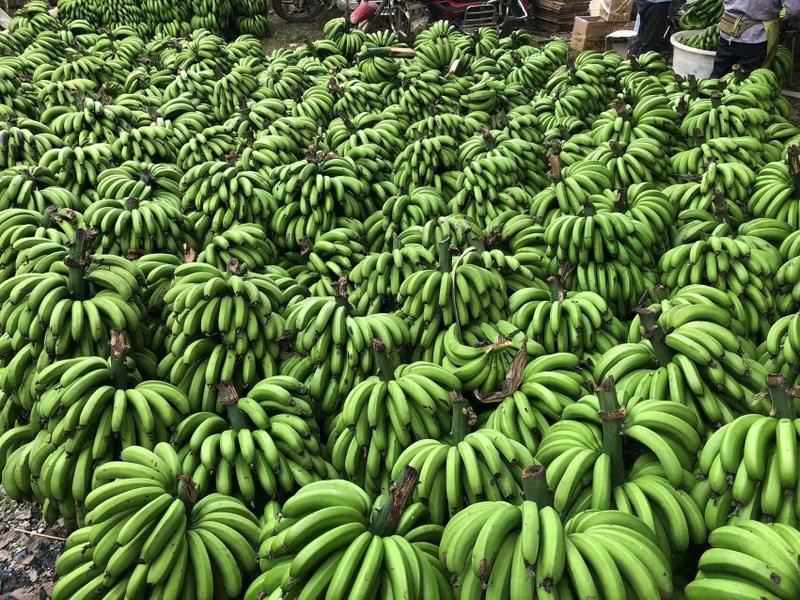 电商香蕉现货5斤9斤
