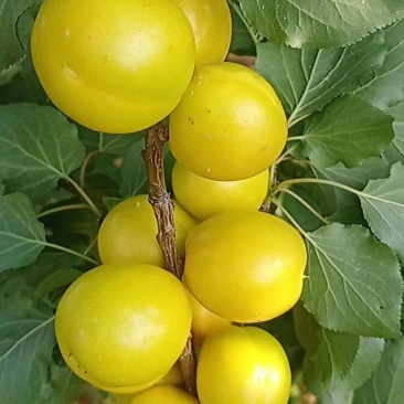 珍珠油杏上市了