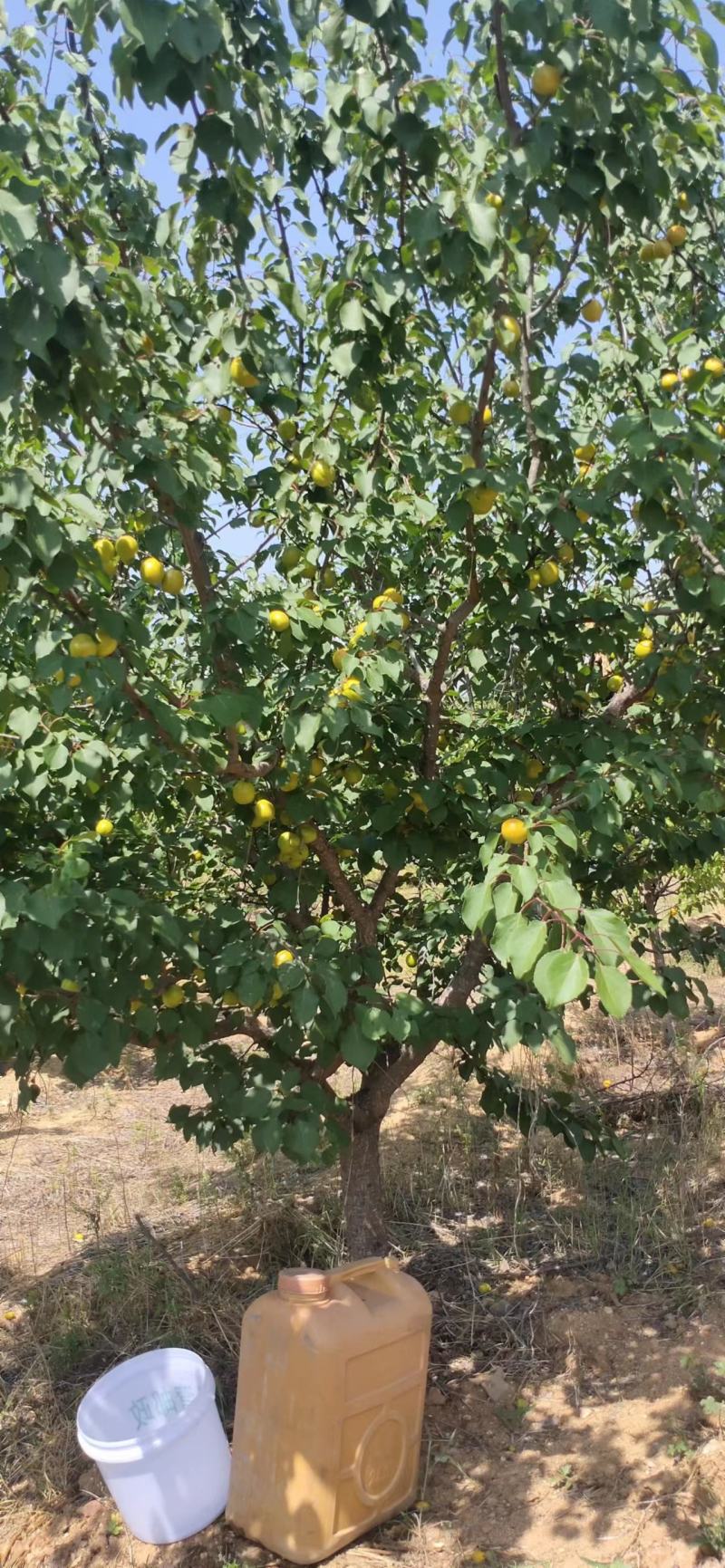 珍珠油杏上市了