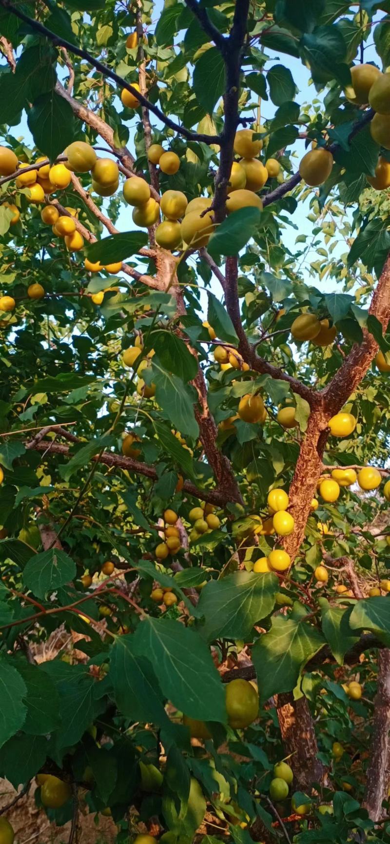 珍珠油杏上市了