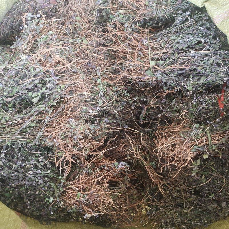 紫背金牛。瓜子金，勒马回。小叶。物流包邮，快递包不了，