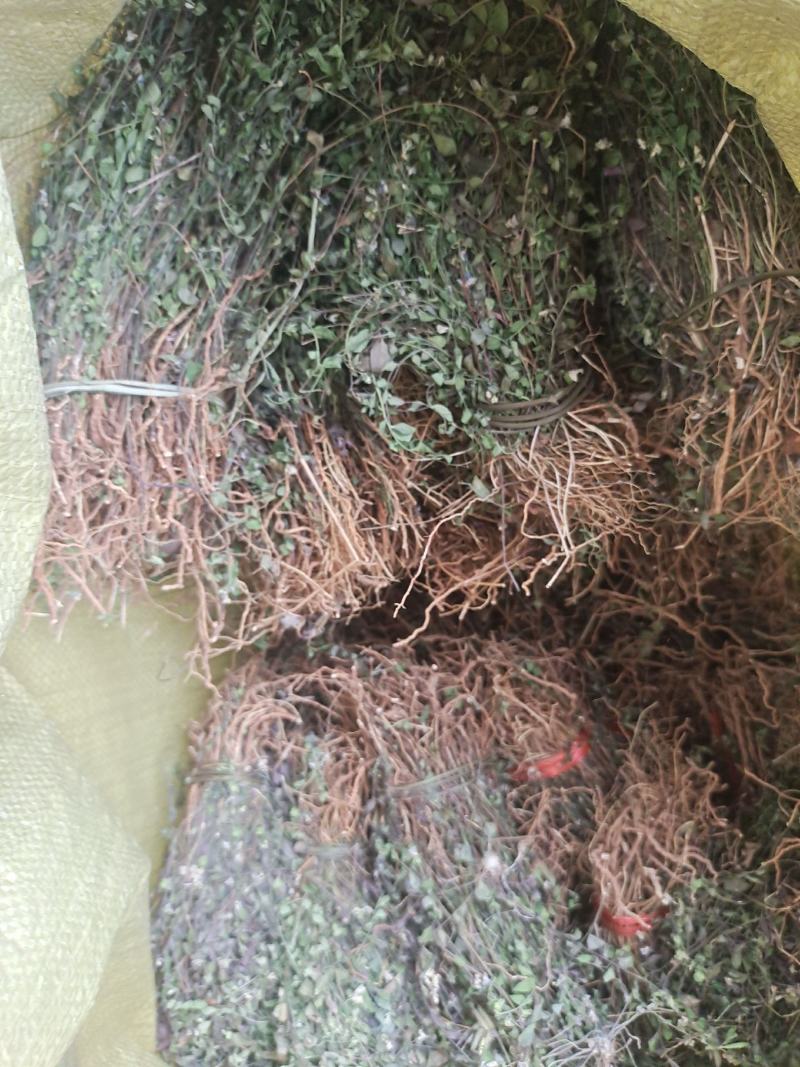 紫背金牛。瓜子金，勒马回。小叶。物流包邮，快递包不了，