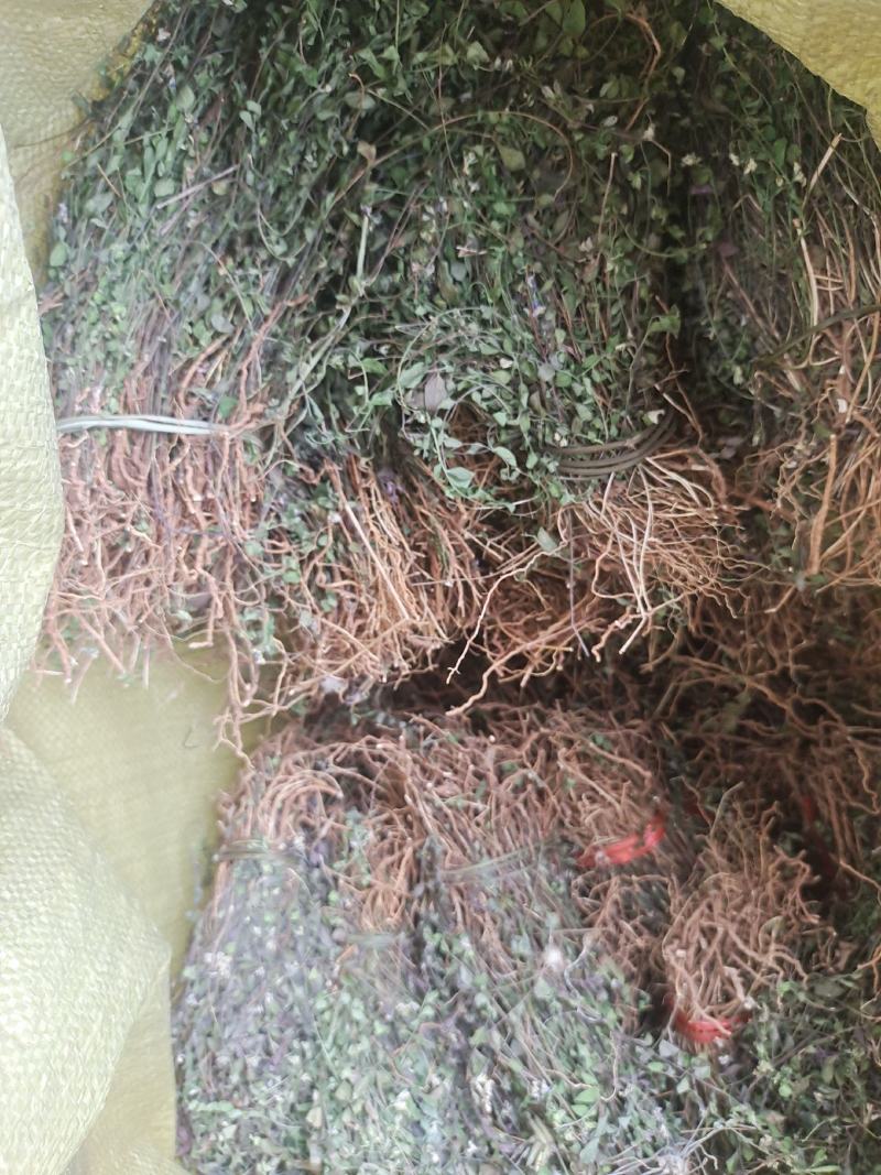 紫背金牛。瓜子金，勒马回。小叶。物流包邮，快递包不了，