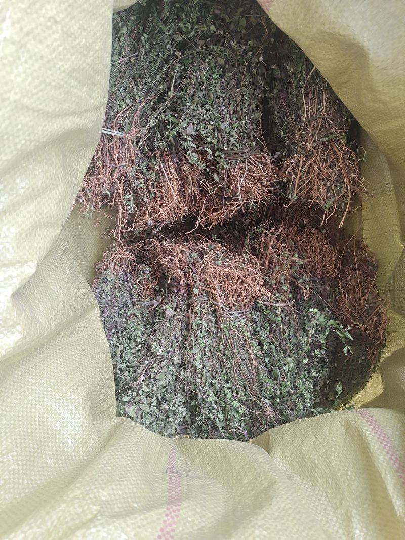 紫背金牛。瓜子金，勒马回。小叶。物流包邮，快递包不了，