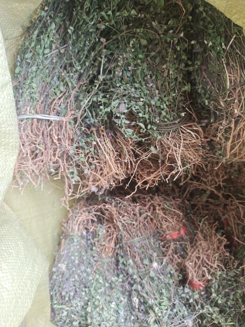 紫背金牛。瓜子金，勒马回。小叶。物流包邮，快递包不了，