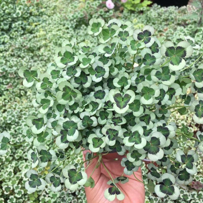 三叶草花苗幸运草熔岩酢浆草盆栽耐寒植物彩叶观叶绿植花卉