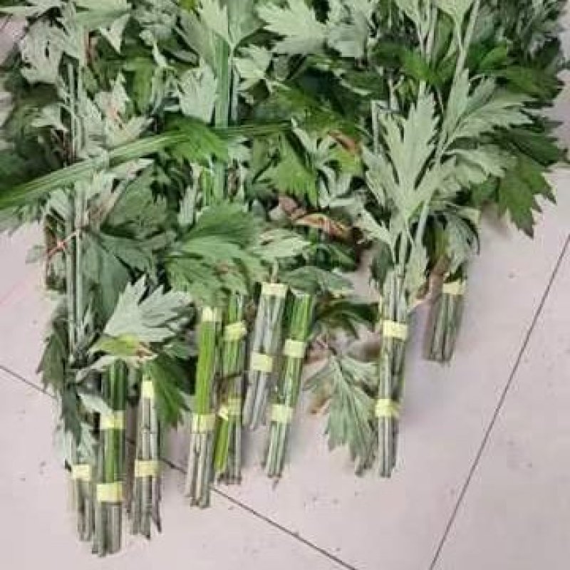 端午节挂门艾草，李时珍故乡正宗蕲艾，药效更强含精油量更多