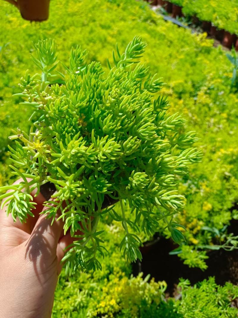 金叶佛甲草价格佛甲草量大从优无中介