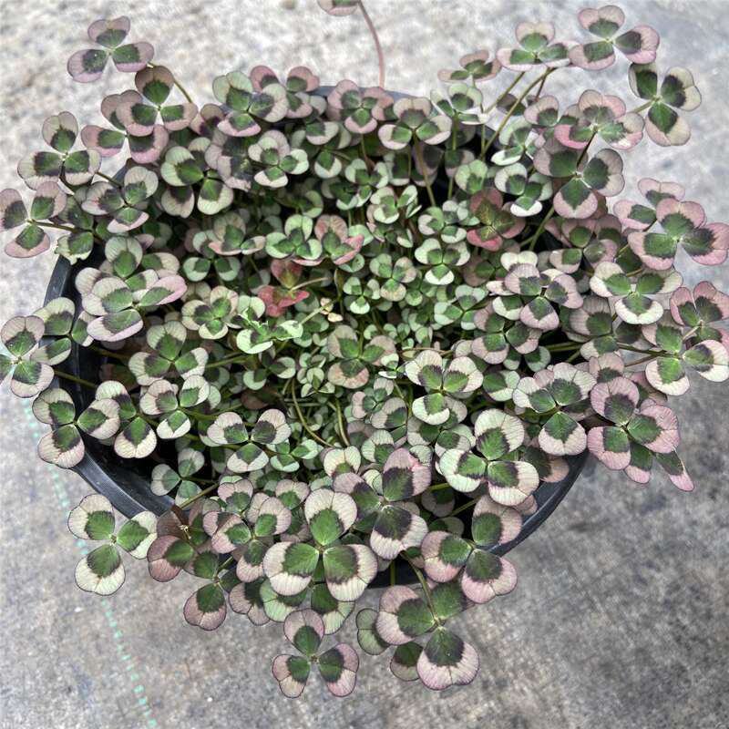 三叶草花苗幸运草熔岩酢浆草盆栽耐寒植物彩叶观叶绿植花卉