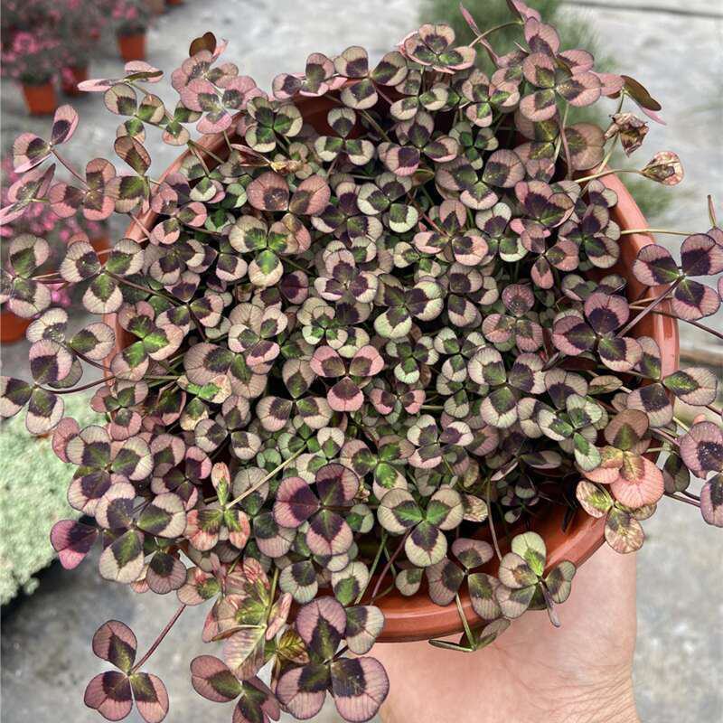 三叶草花苗幸运草熔岩酢浆草盆栽耐寒植物彩叶观叶绿植花卉