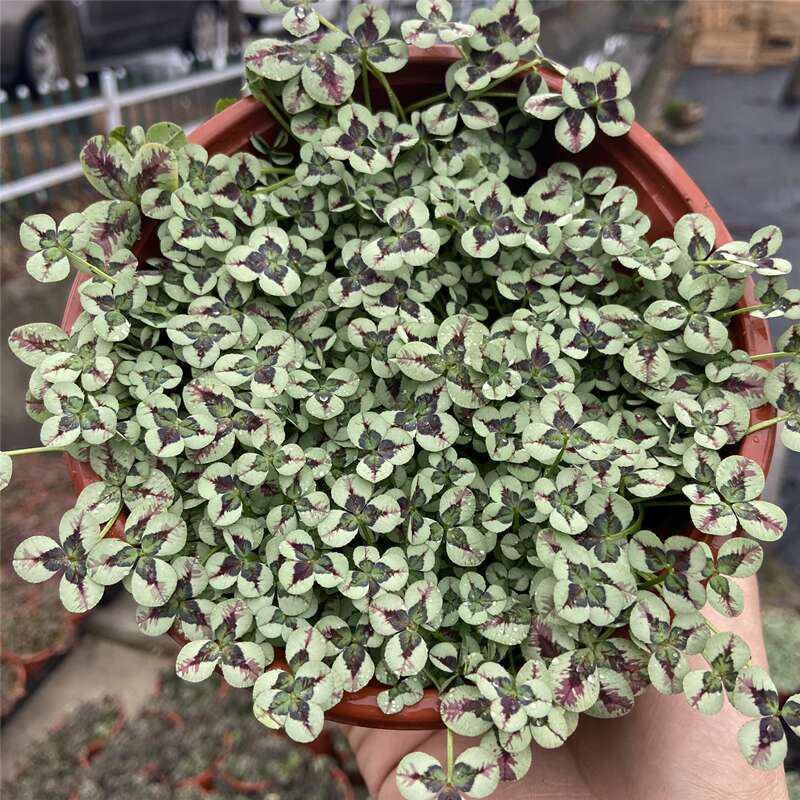 三叶草花苗幸运草熔岩酢浆草盆栽耐寒植物彩叶观叶绿植花卉