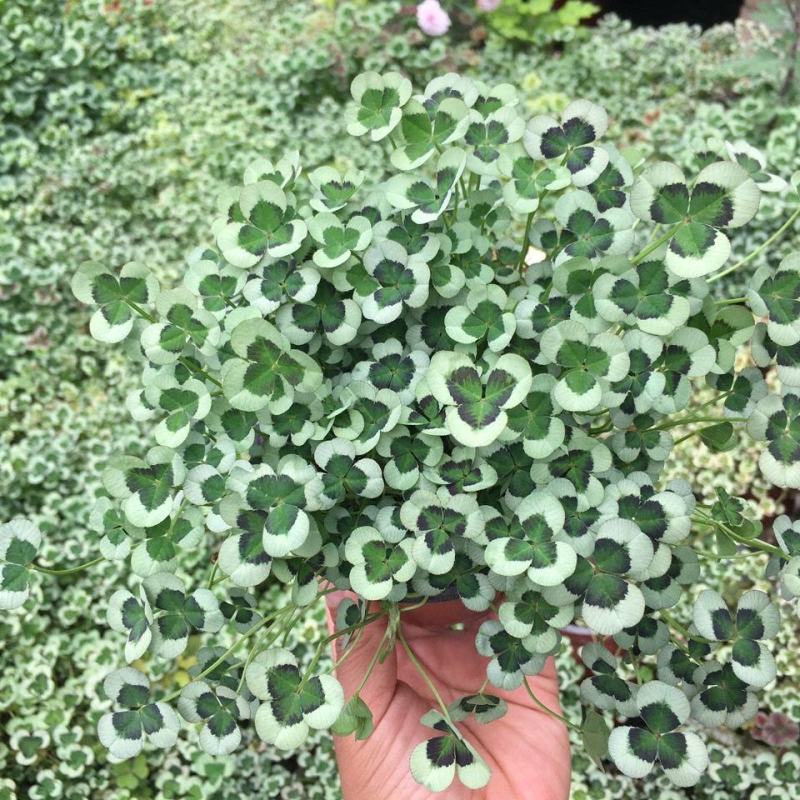 三叶草花苗幸运草熔岩酢浆草盆栽耐寒植物彩叶观叶绿植花卉