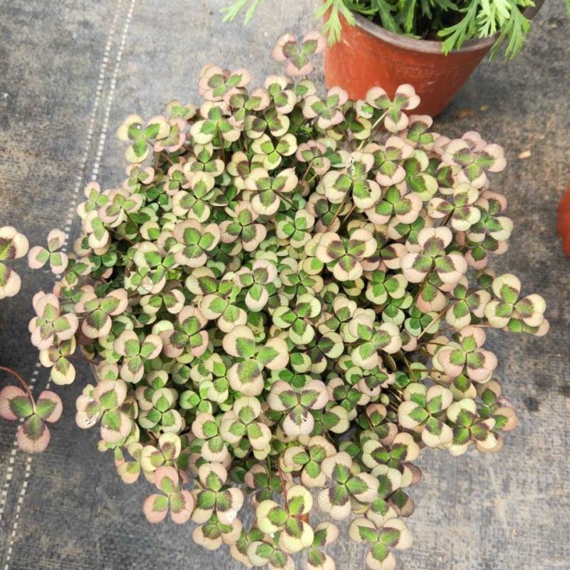 三叶草花苗幸运草熔岩酢浆草盆栽耐寒植物彩叶观叶绿植花卉