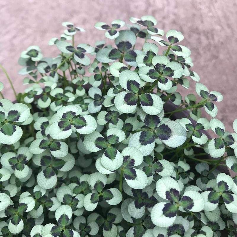 三叶草花苗幸运草熔岩酢浆草盆栽耐寒植物彩叶观叶绿植花卉