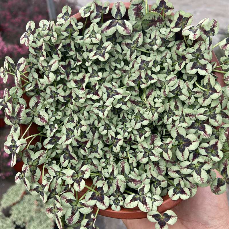 三叶草花苗幸运草熔岩酢浆草盆栽耐寒植物彩叶观叶绿植花卉